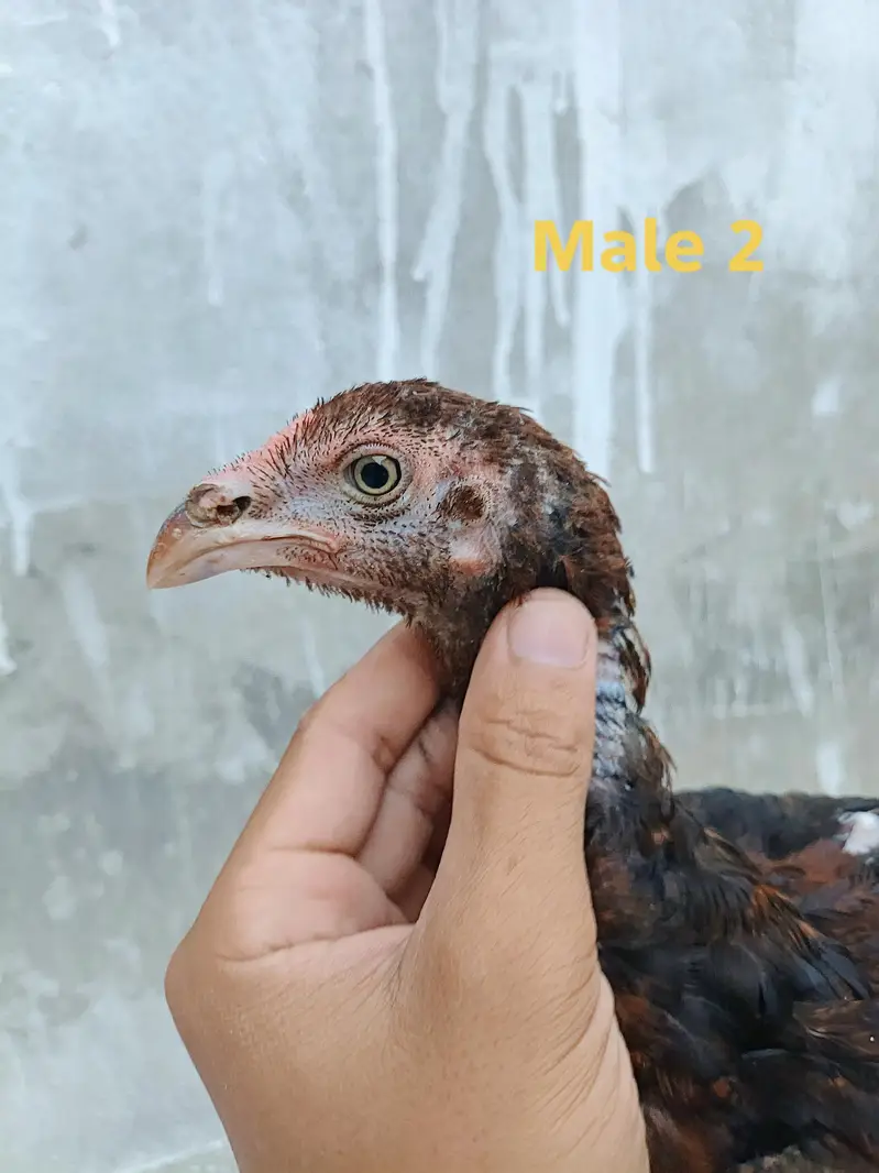 Aseel pathy or pathiya for sale jora 4600 . (taxila wah cantt) — photo 3