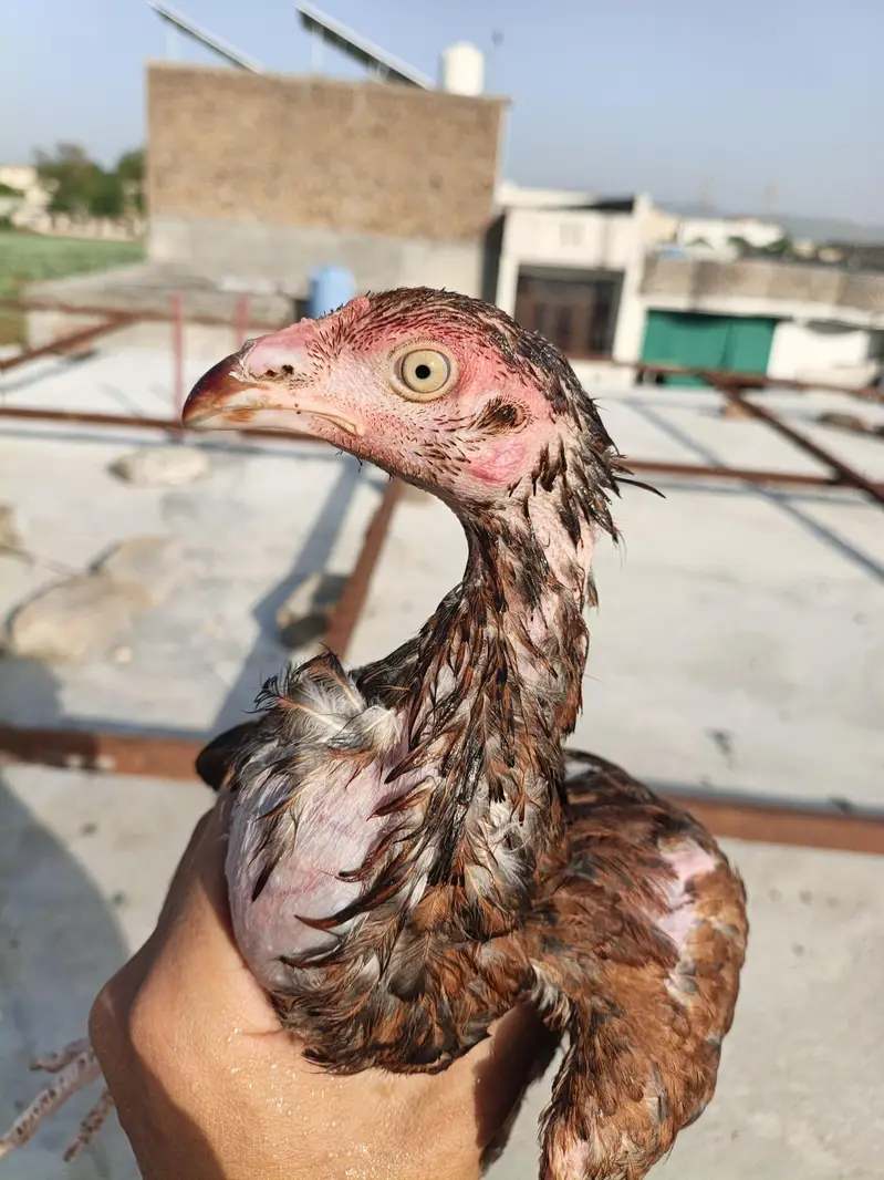 Aseel pathy or pathiya for sale jora 4600 . (taxila wah cantt) — photo 6