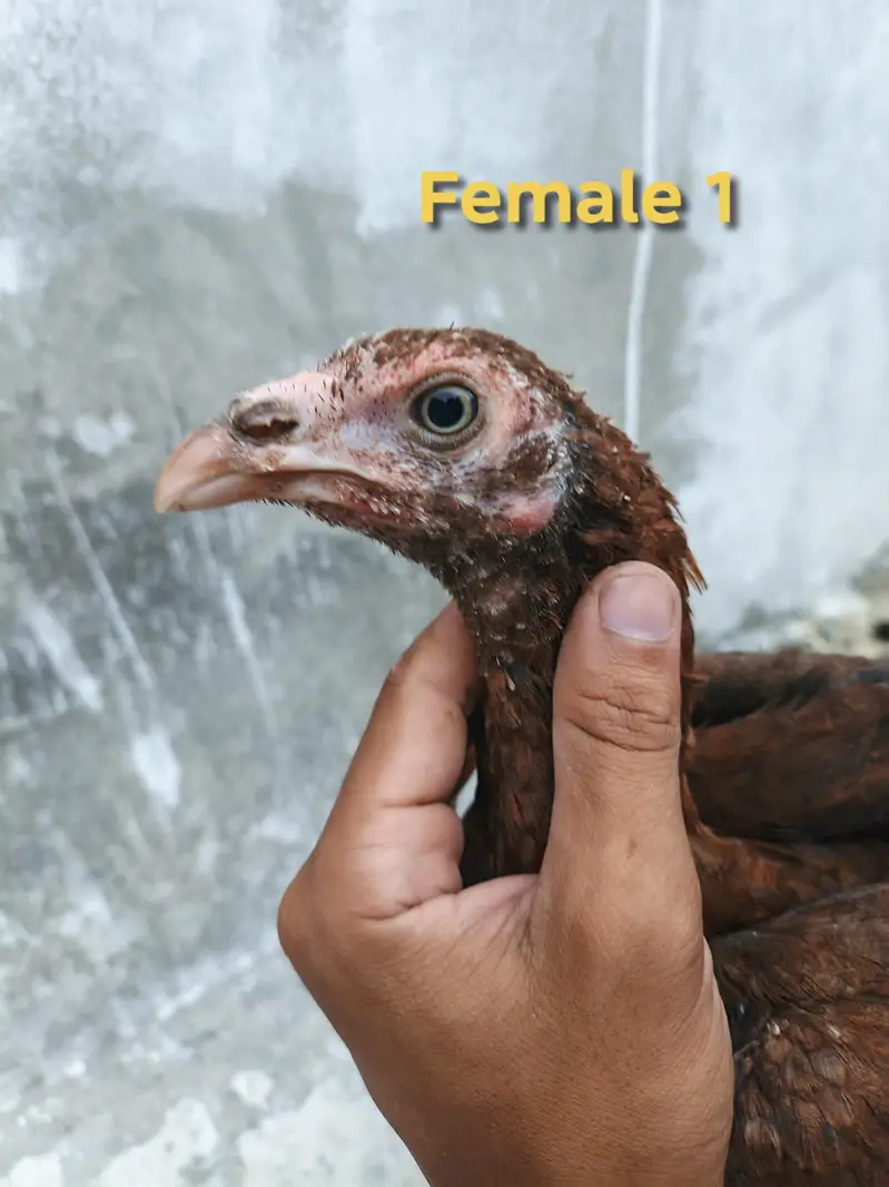 Aseel pathy or pathiya for sale jora 4600 . (taxila wah cantt) — photo 8