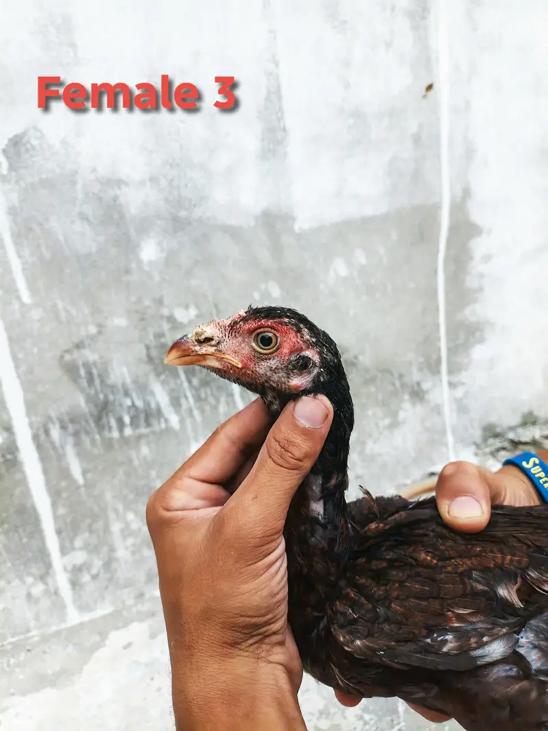 Aseel pathy or pathiya for sale jora 4600 . (taxila wah cantt) — photo 10