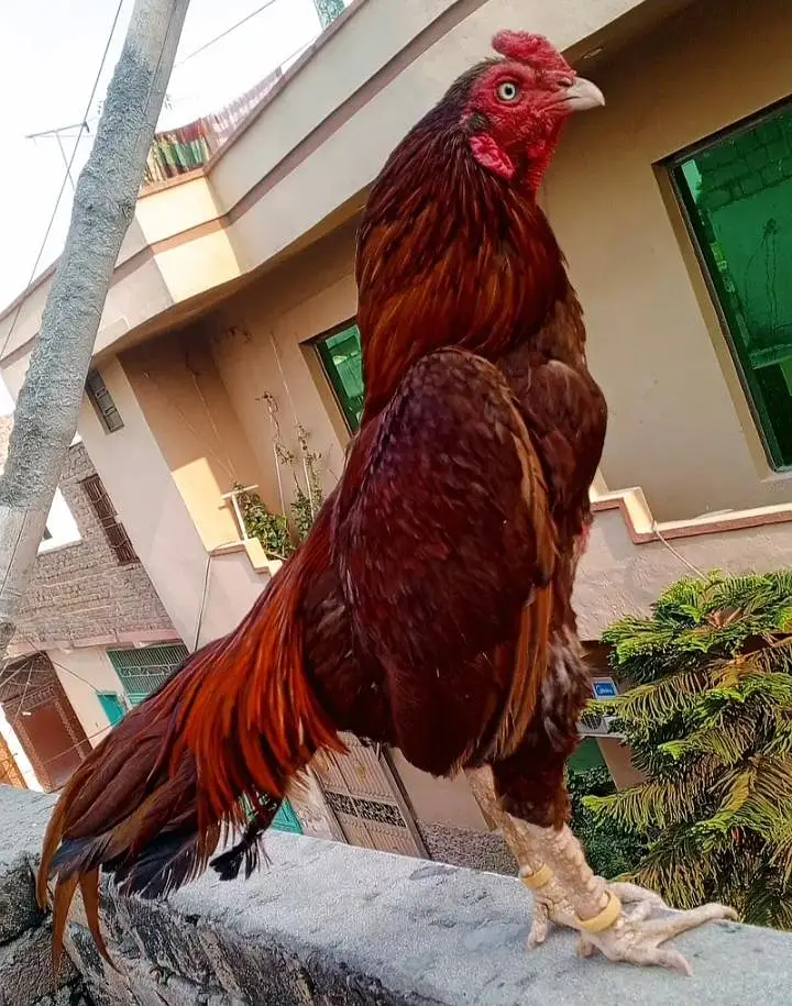 Aseel pathy or pathiya for sale jora 4600 . (taxila wah cantt) — photo 12