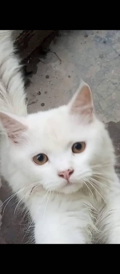 female Persian cat