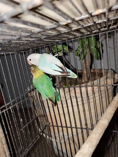 Parrot