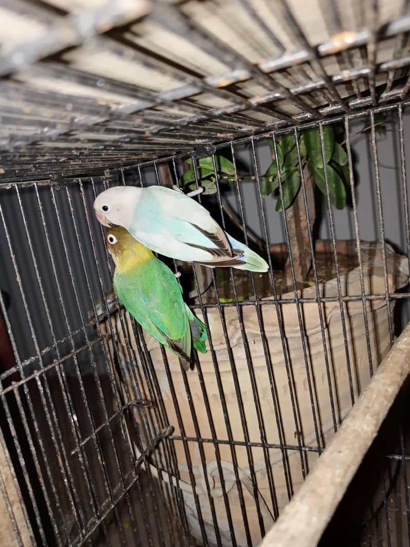 Parrot 0