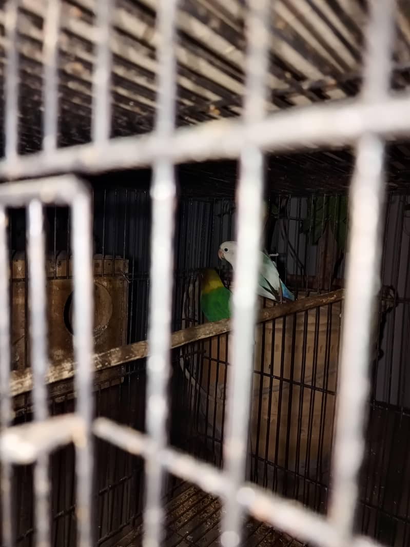 Parrot 1