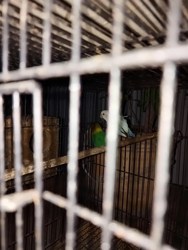 Parrot — photo 2
