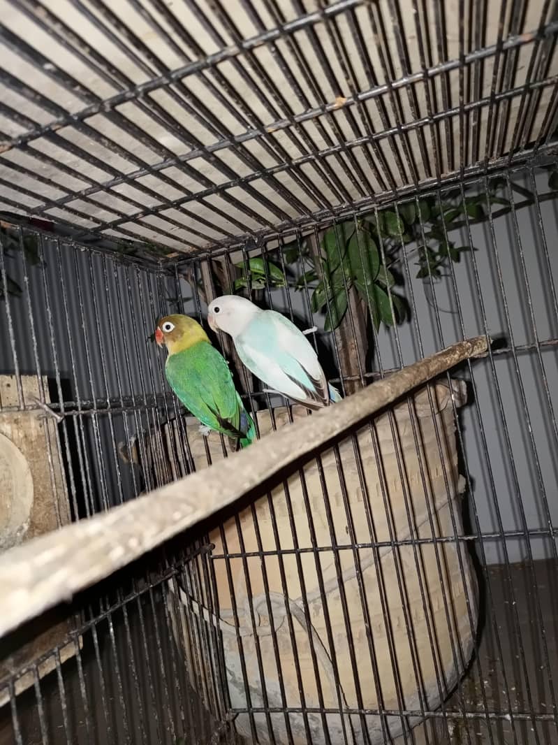 Parrot 2