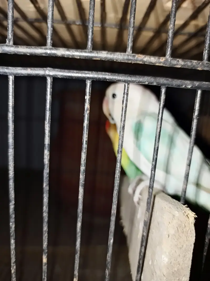Parrot — photo 4