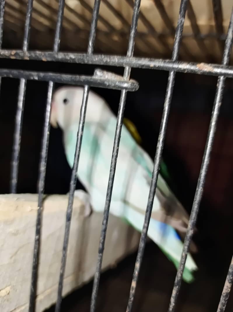 Parrot 4