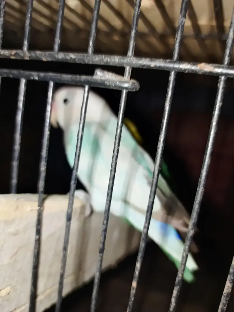 Parrot — photo 5