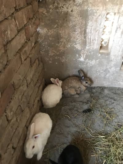 Rabbits for sale each pice Rs. 1100 num(03213831829)