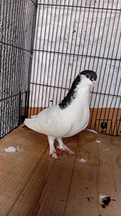 parrots,cages,pegions