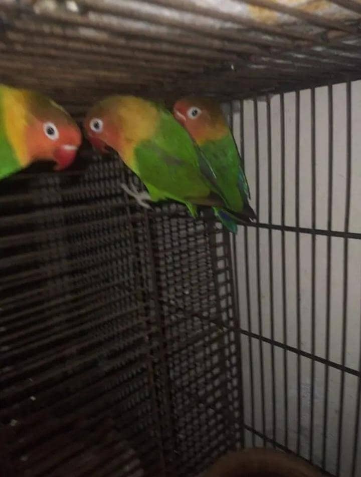 parrots,cages,pegions 1