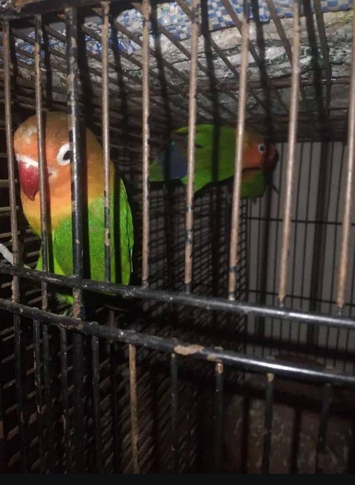 parrots,cages,pegions 2