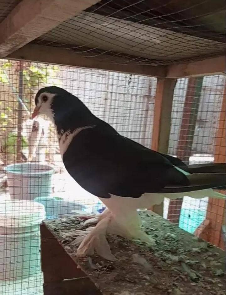 parrots,cages,pegions 3