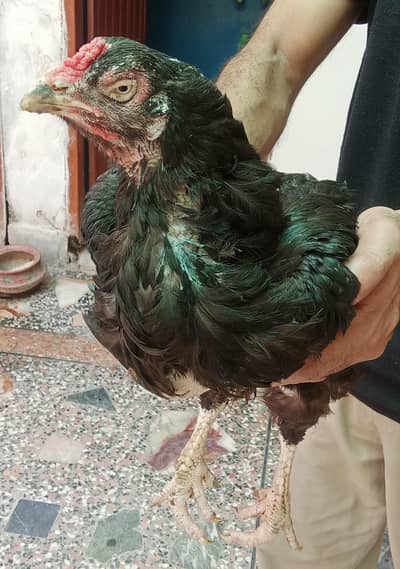 Rampuri high quality madi