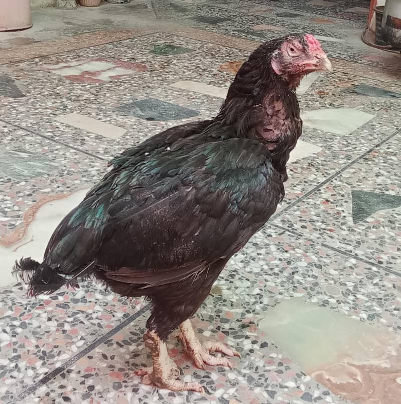 Lasani hen 0