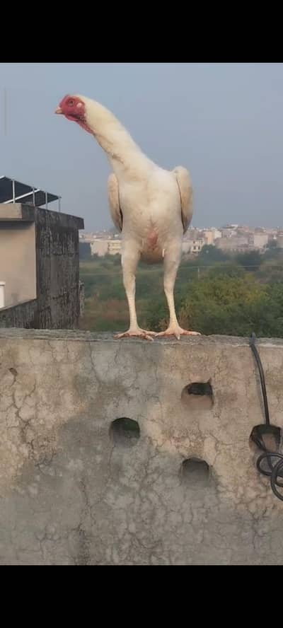 11 month o Shamo female