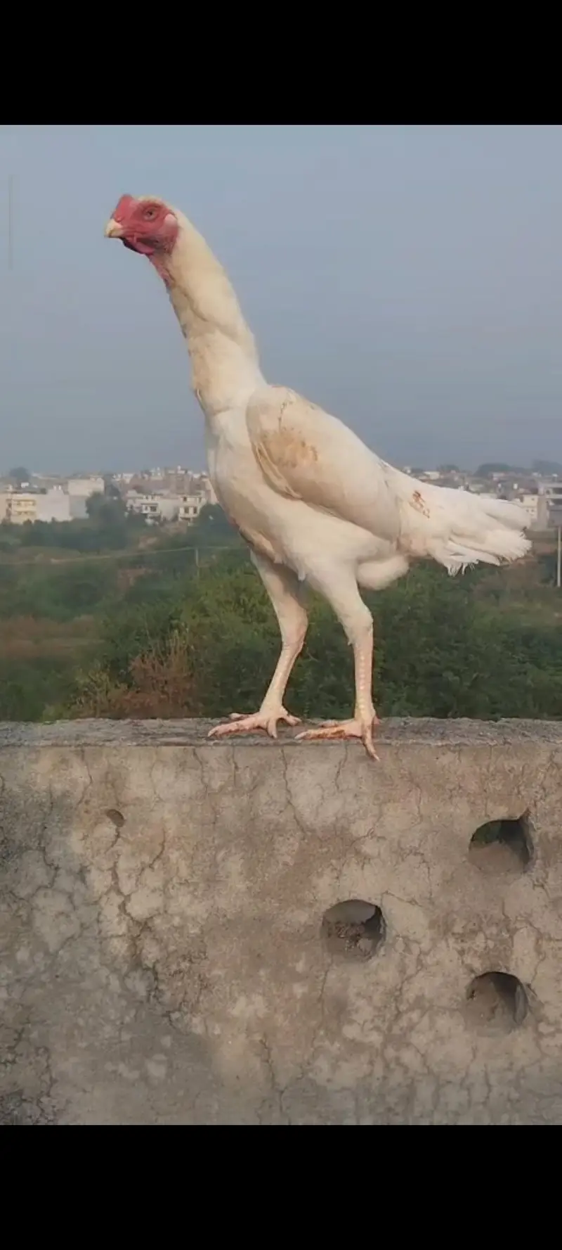 11 month o Shamo female — photo 2