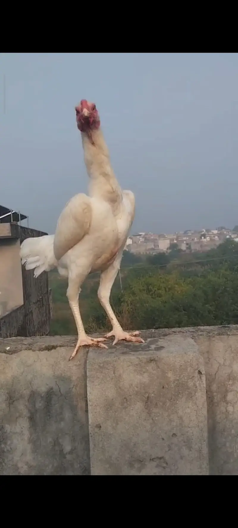 11 month o Shamo female — photo 3