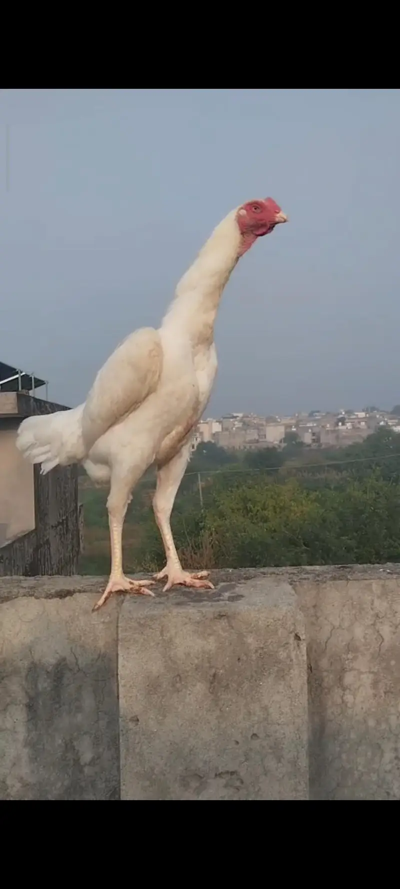11 month o Shamo female — photo 4