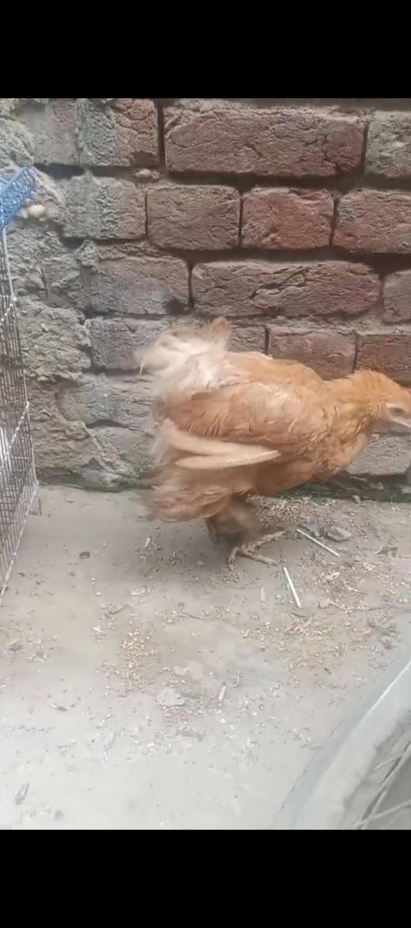 Fancy  hens 0