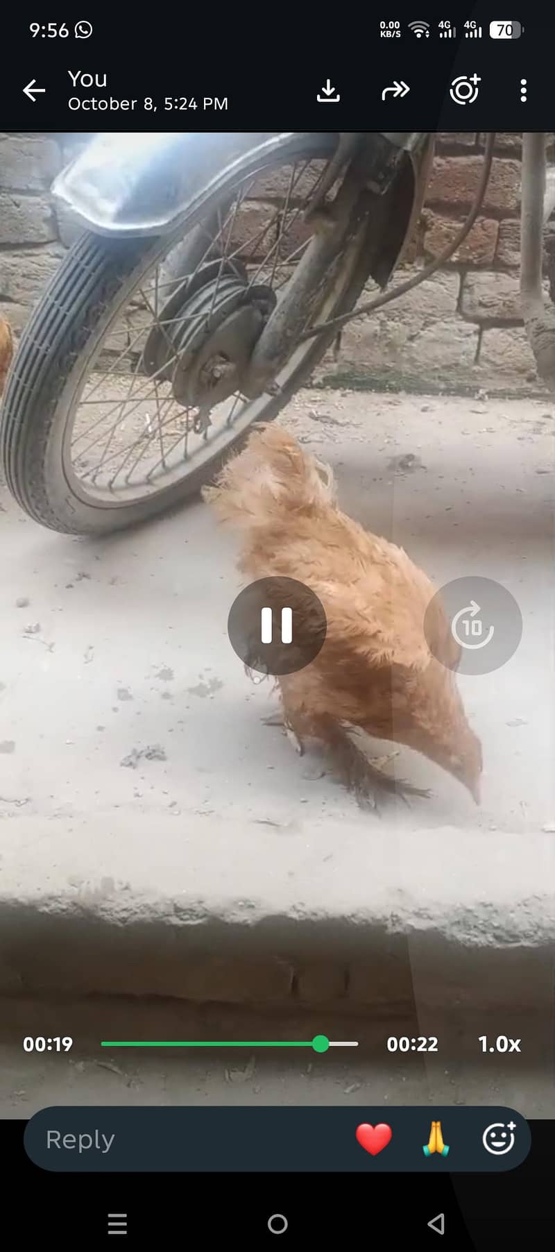 Fancy  hens 1