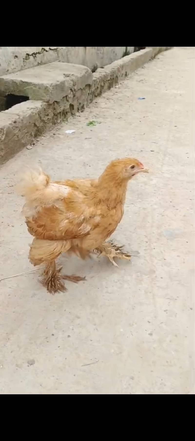 Fancy  hens 2