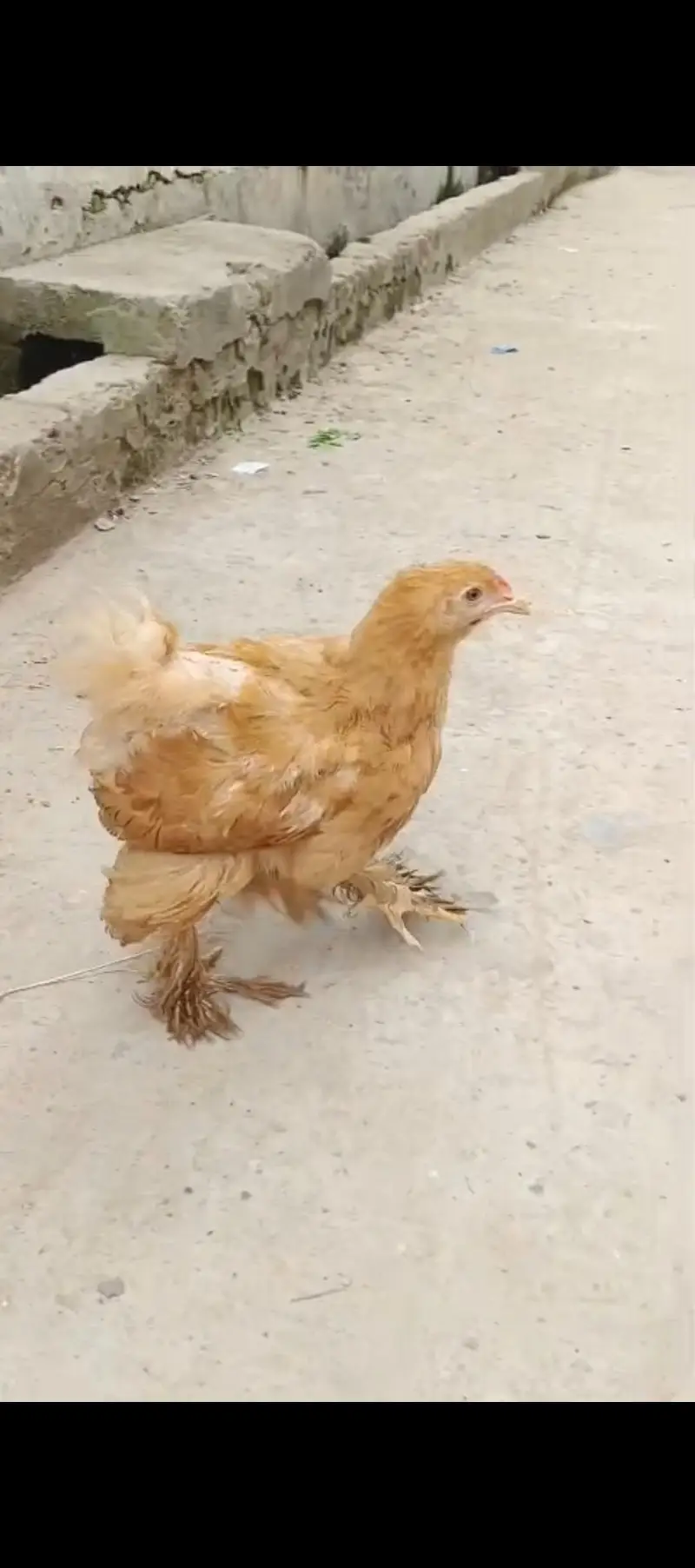 Fancy  hens — photo 3