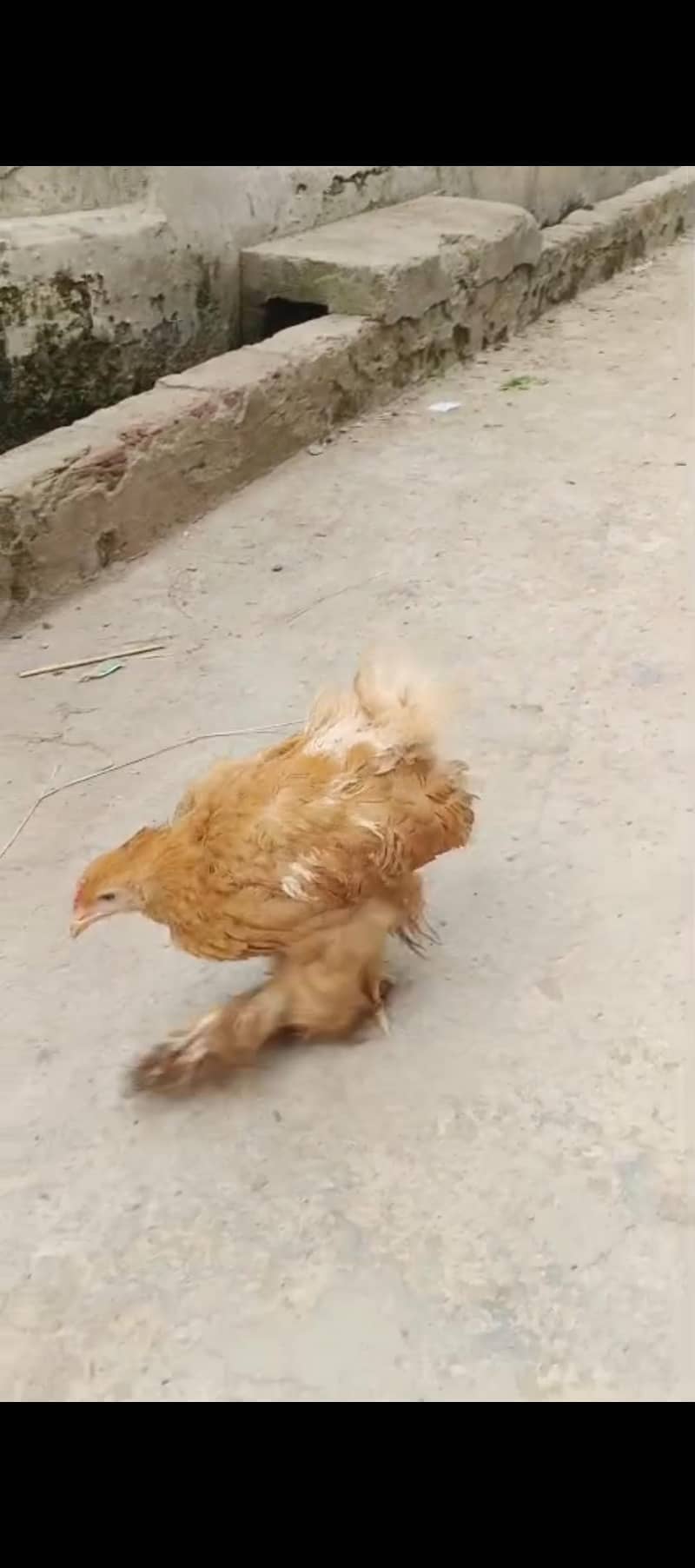 Fancy  hens 3