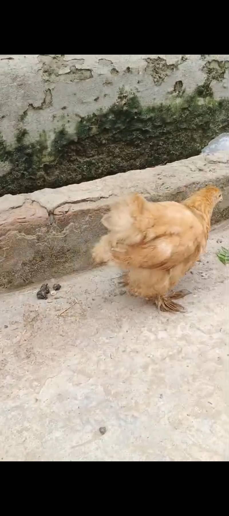 Fancy  hens 4