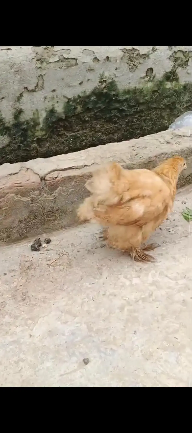 Fancy  hens — photo 5