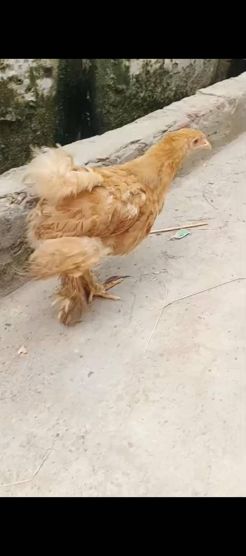 Fancy  hens 5