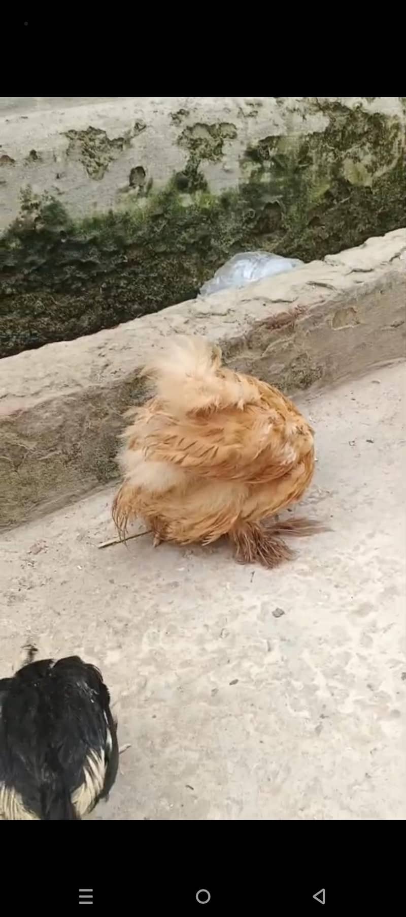 Fancy  hens 6