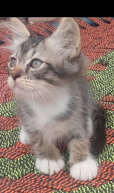Persian x Russian mix kitten grey black