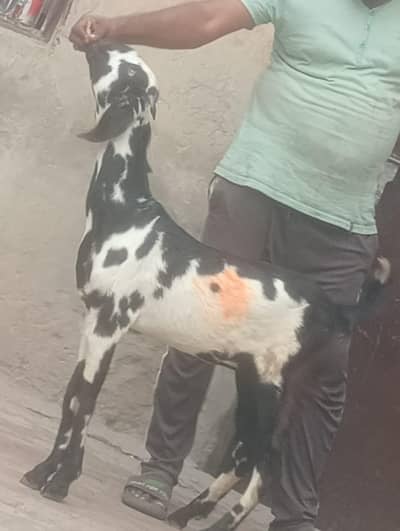 Desi Dani kheeri path sale ek leela hi