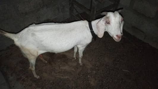 topery bakri bache ke Sath hai bacche ke Sath hai