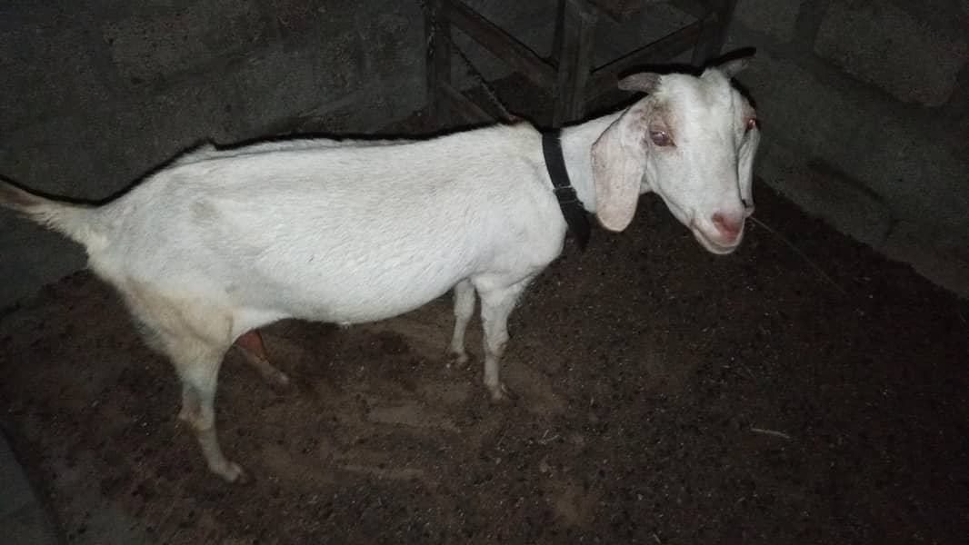 topery bakrii 0
