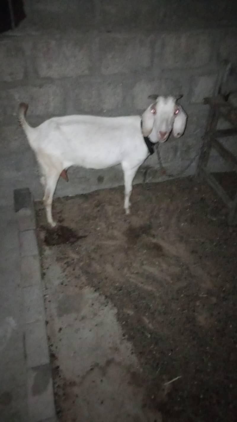 topery bakrii 1