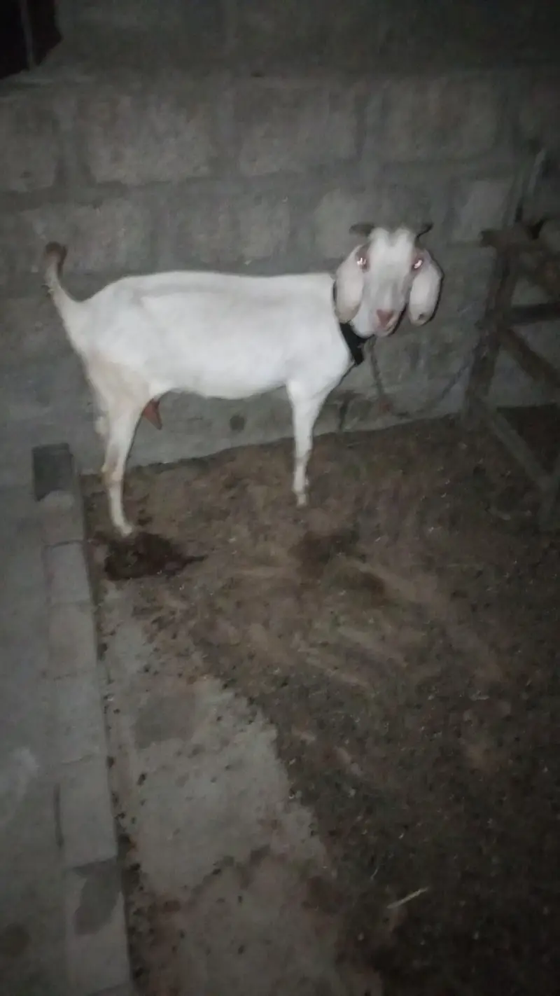 topery bakri bache ke Sath hai bacche ke Sath hai — photo 2