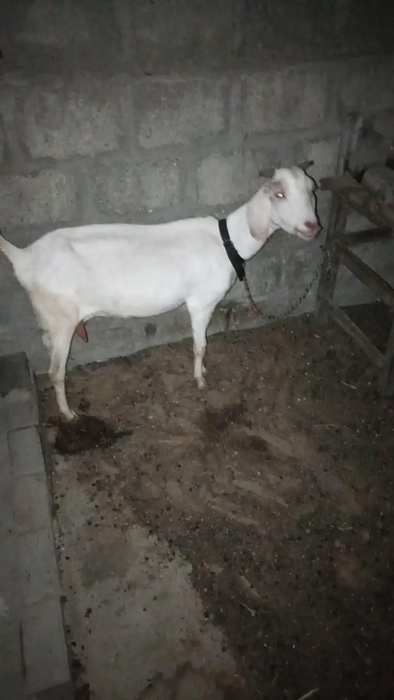 topery bakri bache ke Sath hai bacche ke Sath hai — photo 3