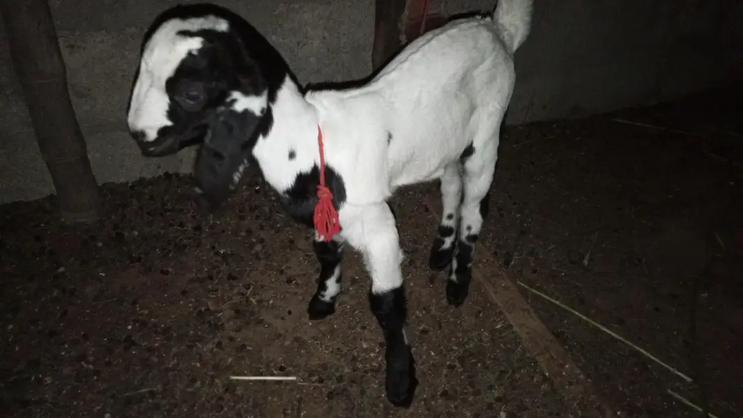 topery bakri bache ke Sath hai bacche ke Sath hai — photo 4