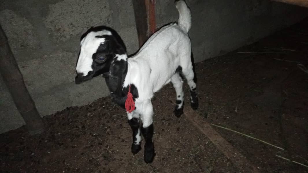 topery bakrii 4