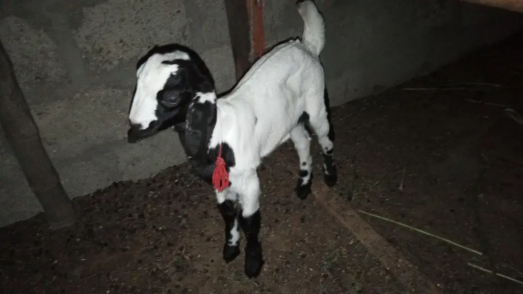 topery bakri bache ke Sath hai bacche ke Sath hai — photo 5