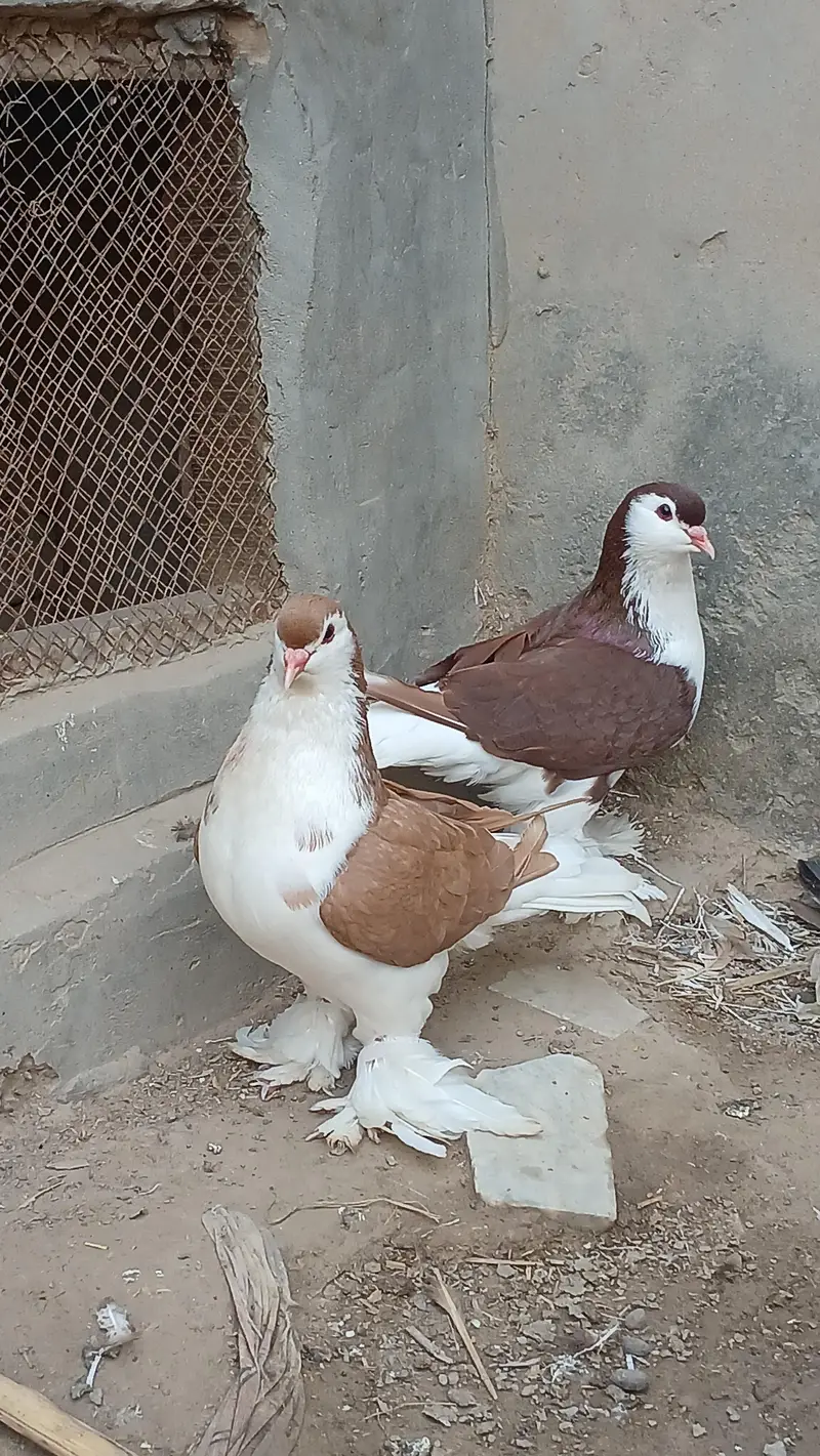 Lahore sherazi pigeon male 3185461922 — photo 2