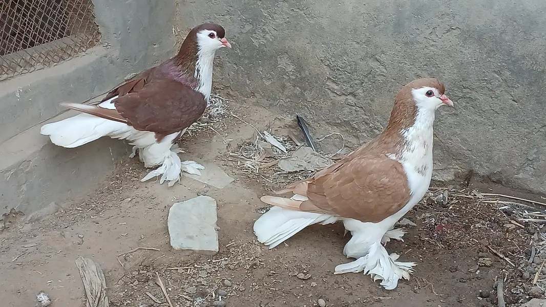 Lahore sherazi pigeon male 3185461922 — photo 4