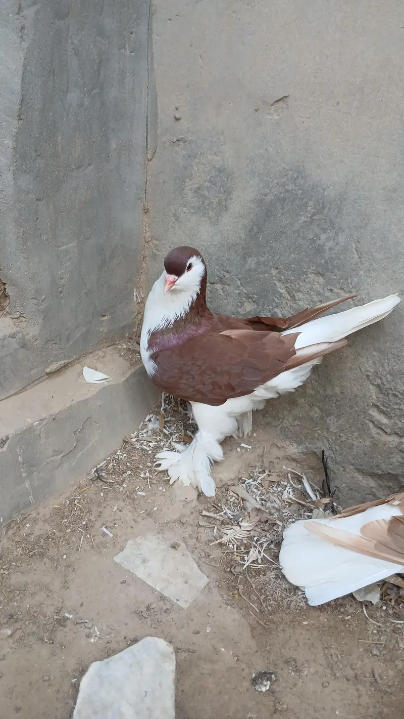 Lahore sherazi pigeon male 3185461922 — photo 5