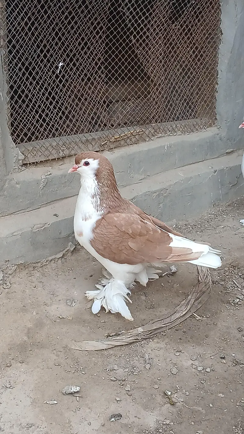 Lahore sherazi pigeon male 3185461922 — photo 6
