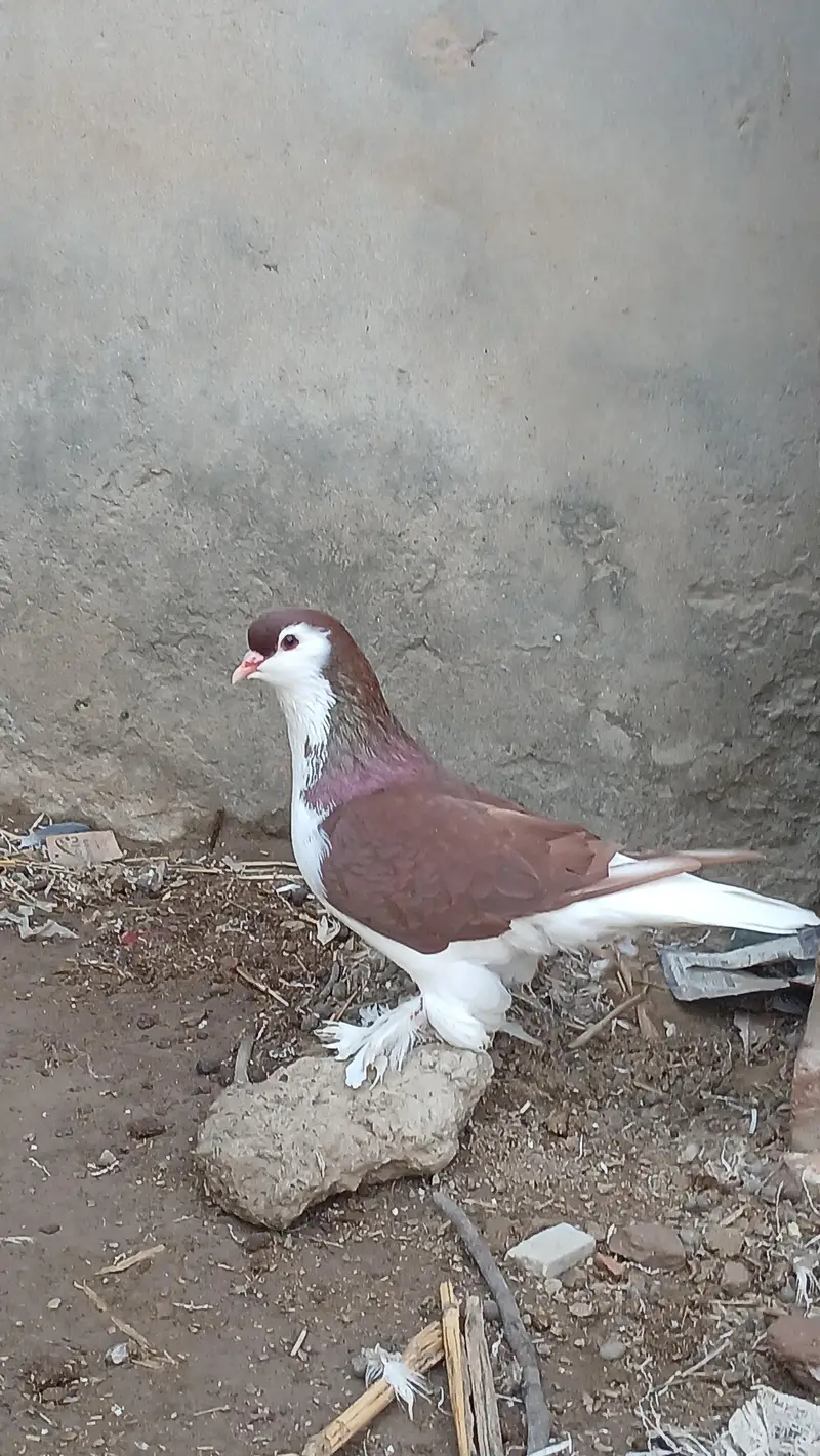 Lahore sherazi pigeon male 3185461922 — photo 8