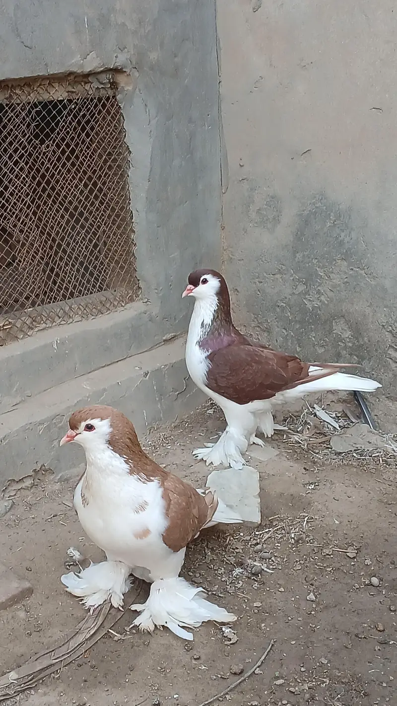 Lahore sherazi pigeon male 3185461922 — photo 9